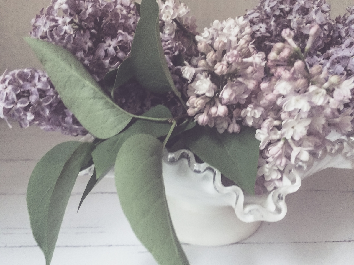 wordless wednesday…lilacs!